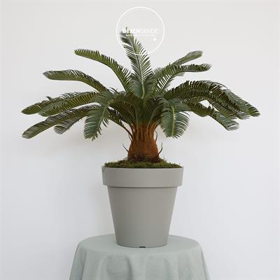 Yapay Cycas Ağacı 80 cm