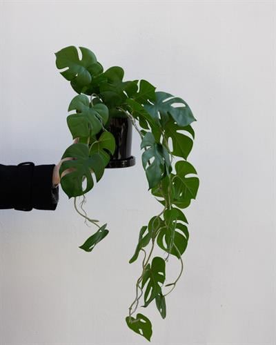 Yapay Deve Tabanı Sarmaşık 85 cm