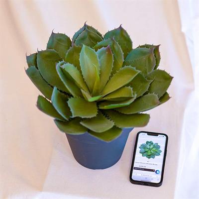 Yapay Dikenli Sukulent 35 cm