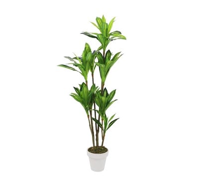 Yapay Drasena Ağaç 200 cm