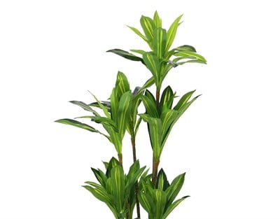 Yapay Drasena Ağaç 200 cm