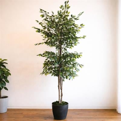 Yapay Ficus Benjamin Ağaç 170 cm