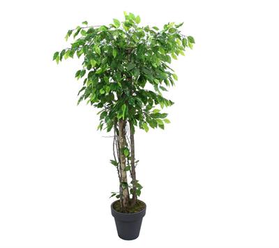 Yapay Ficus Benjamin Ağaç 170 cm