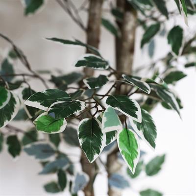 Yapay Ficus Benjamin Starlight Dalı Alacalı