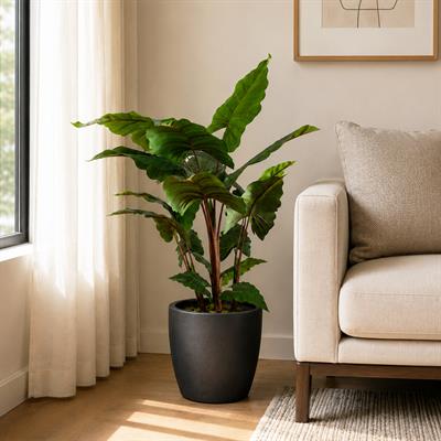 Yapay Fil Kulağı Ağaç 170 cm