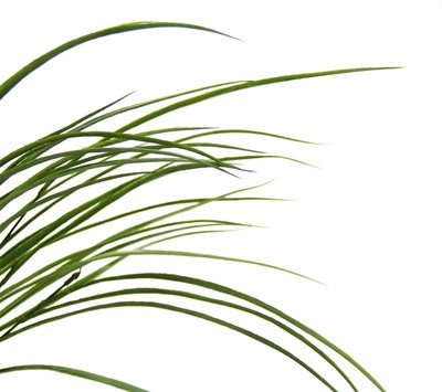 Yapay Grass Demet 60 cm