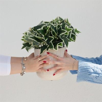 Yapay Hedera Demeti Yeşil Beyaz 34 cm