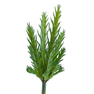 Yapay İğne Yaprak Kaktüs Sukulent Dal Açık Yeşil 16 cm