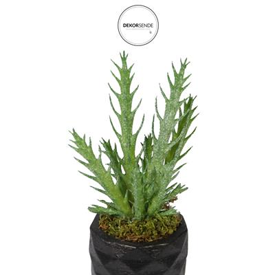 Yapay İğne Yapraklı Kaktüs Sukulent Dalı Açık Yeşil 16 cm Saksılı