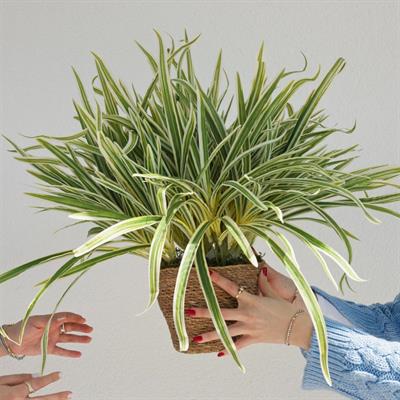 Yapay Kordilin Demeti 55 cm