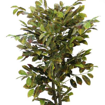 Yapay Kraton Ağacı 130 cm