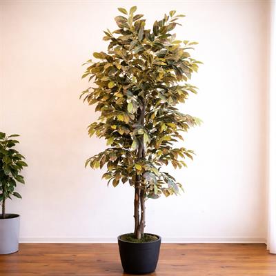 Yapay Kraton Ağacı 170 cm