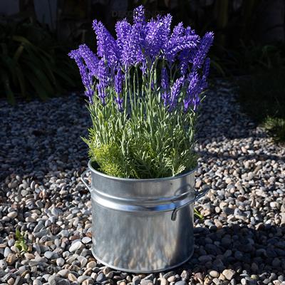 Yapay Lavanta Çiçeği Demeti Mor 40 cm