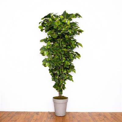 Yapay Mango Ağacı Alacalı Yeşil 170 cm