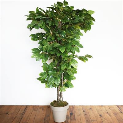 Yapay Mango Ağacı Yeşil 170 cm