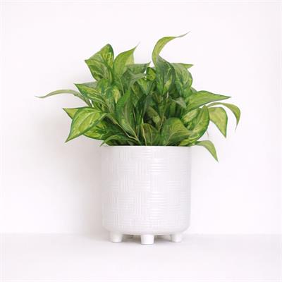 Yapay Maranta Demeti 40 cm