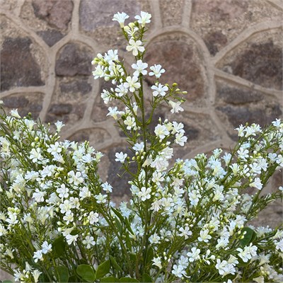 Yapay Mine Dal Çiçekli Beyaz 85 cm
