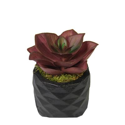 Yapay Mini Echeveria Sukulent Bordo 8 cm Saksılı