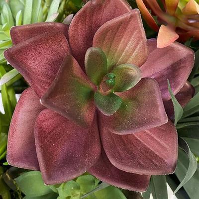 Yapay Mini Echeveria Sukulent Bordo 8 cm