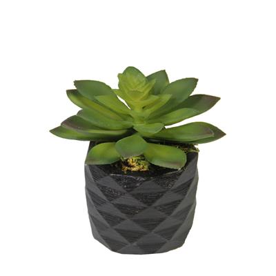 Yapay Mini Etli Echeveria Sukulent Yeşil 12 cm Saksılı