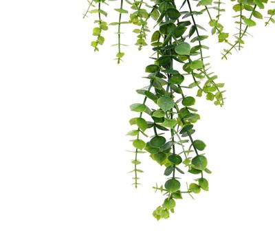 Yapay Okaliptus Sarkıt Açık Yeşil 80 cm