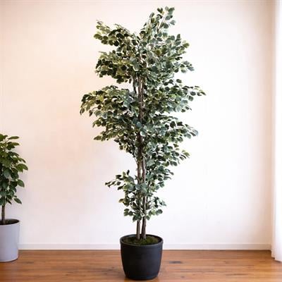 Yapay Paçira Ağacı Alacalı 170 cm