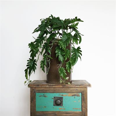 Yapay Philo Sarmaşık Demeti 50 cm