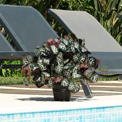 Yapay Pilea Demet 34 cm
