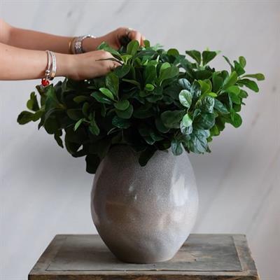 Yapay Polyscias Demeti 40 cm