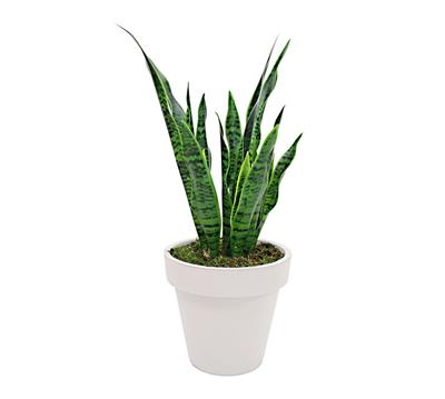 Yapay Sanseverya Paşa Kılıcı Ağacı 85 cm