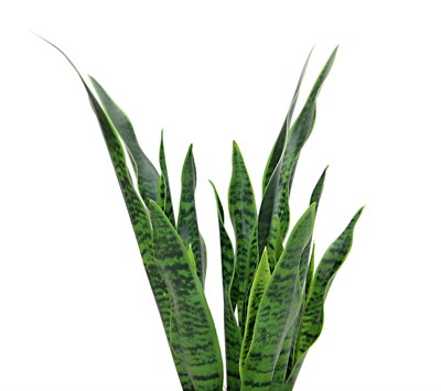 Yapay Sanseverya Paşa Kılıcı Ağacı 85 cm