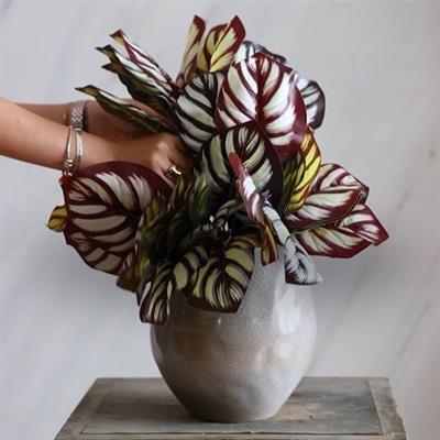 Yapay Snake Demeti 32 cm