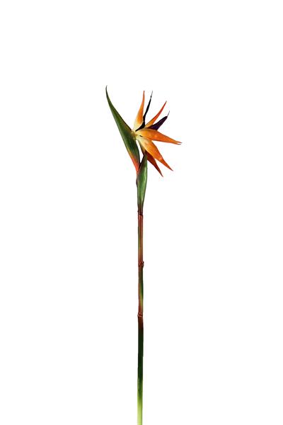 Yapay Starliçe Dal Büyük 85 cm