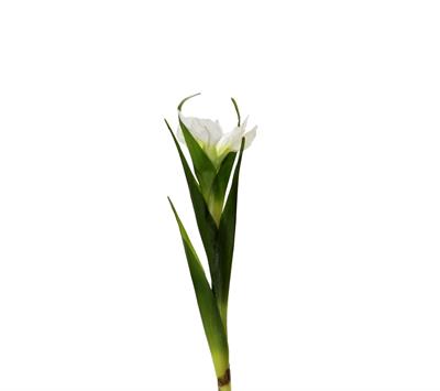 Yapay Tekli Single Eirel Dal 67 cm