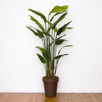 Yapay Tropik Starliçe Ağaç 210 cm