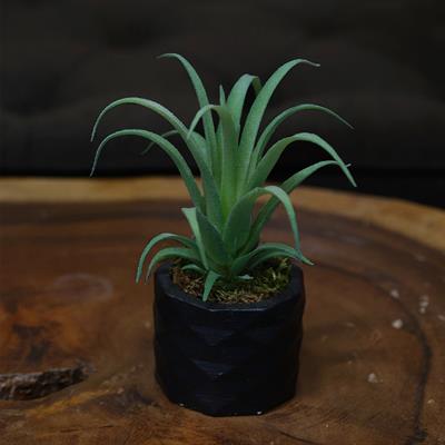 Yapay Tüylü Tillandsia Sukulent Açık Yeşil 17 cm