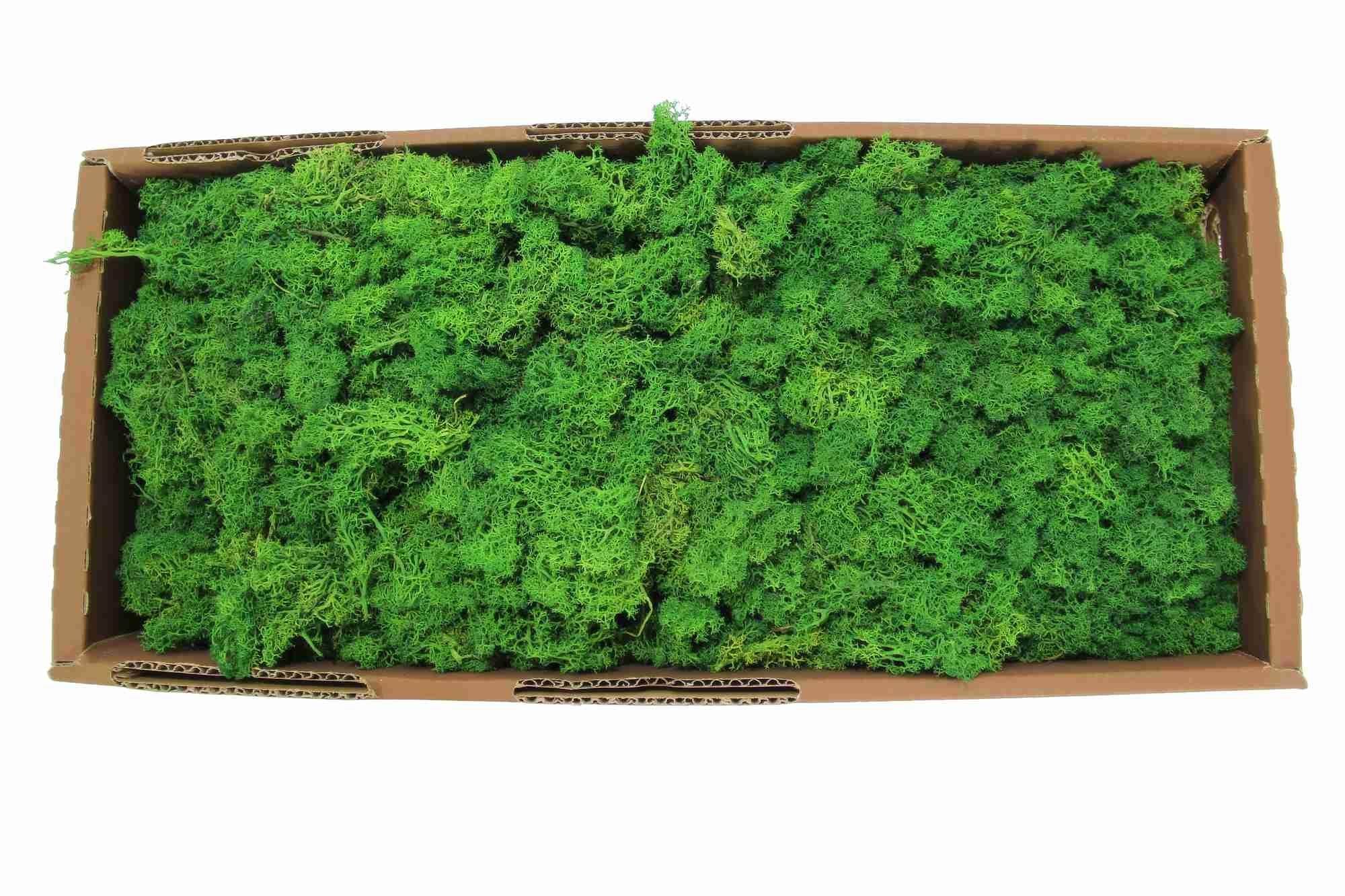 2025*LIGHT İTHAL ISLAND MOSS YOSUN 1500 GR (BRÜT) MOSS* - Netodan Gelenler