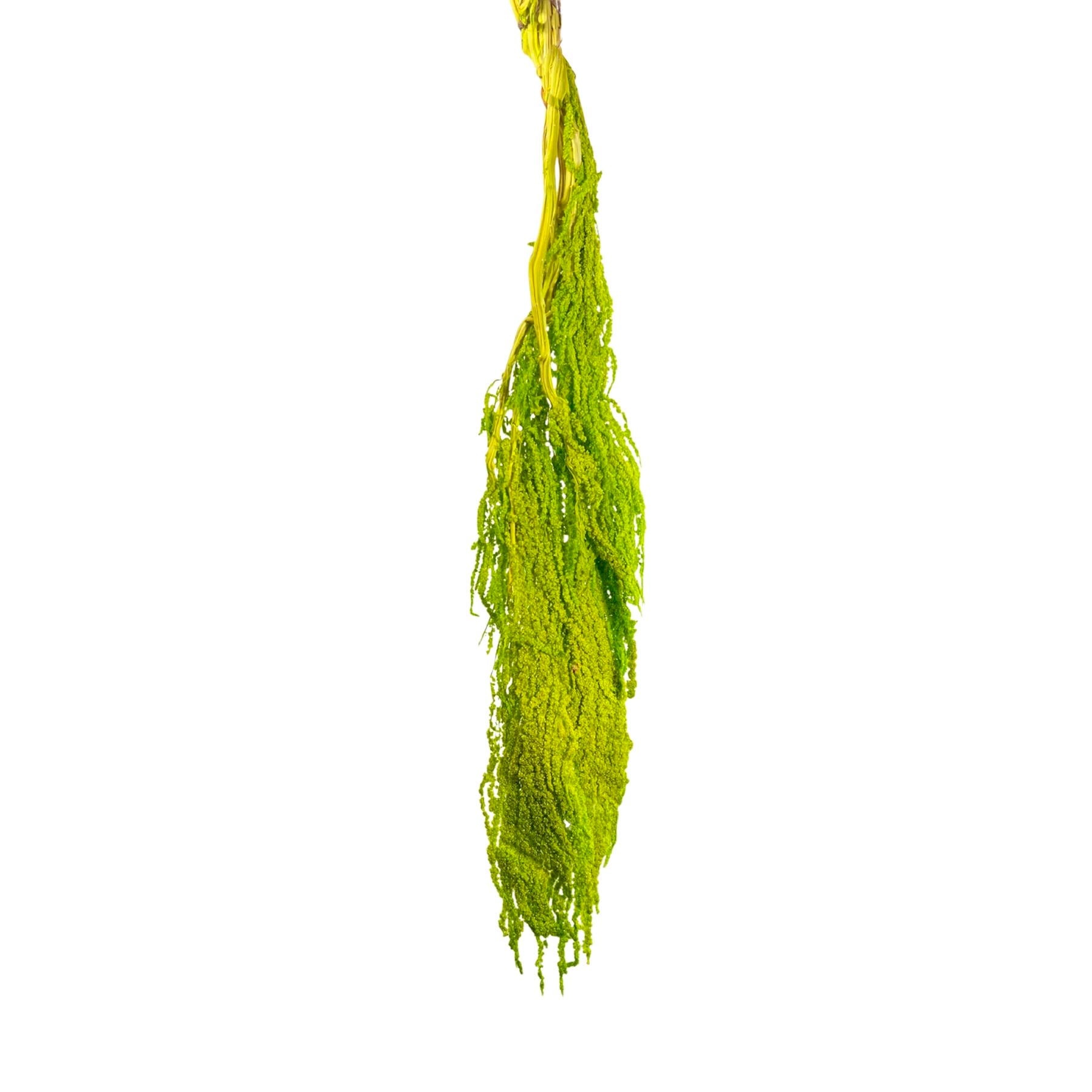 Şoklanmış Amarantus (Amaranthus) Yeşil 60 cm - Kategorisiz