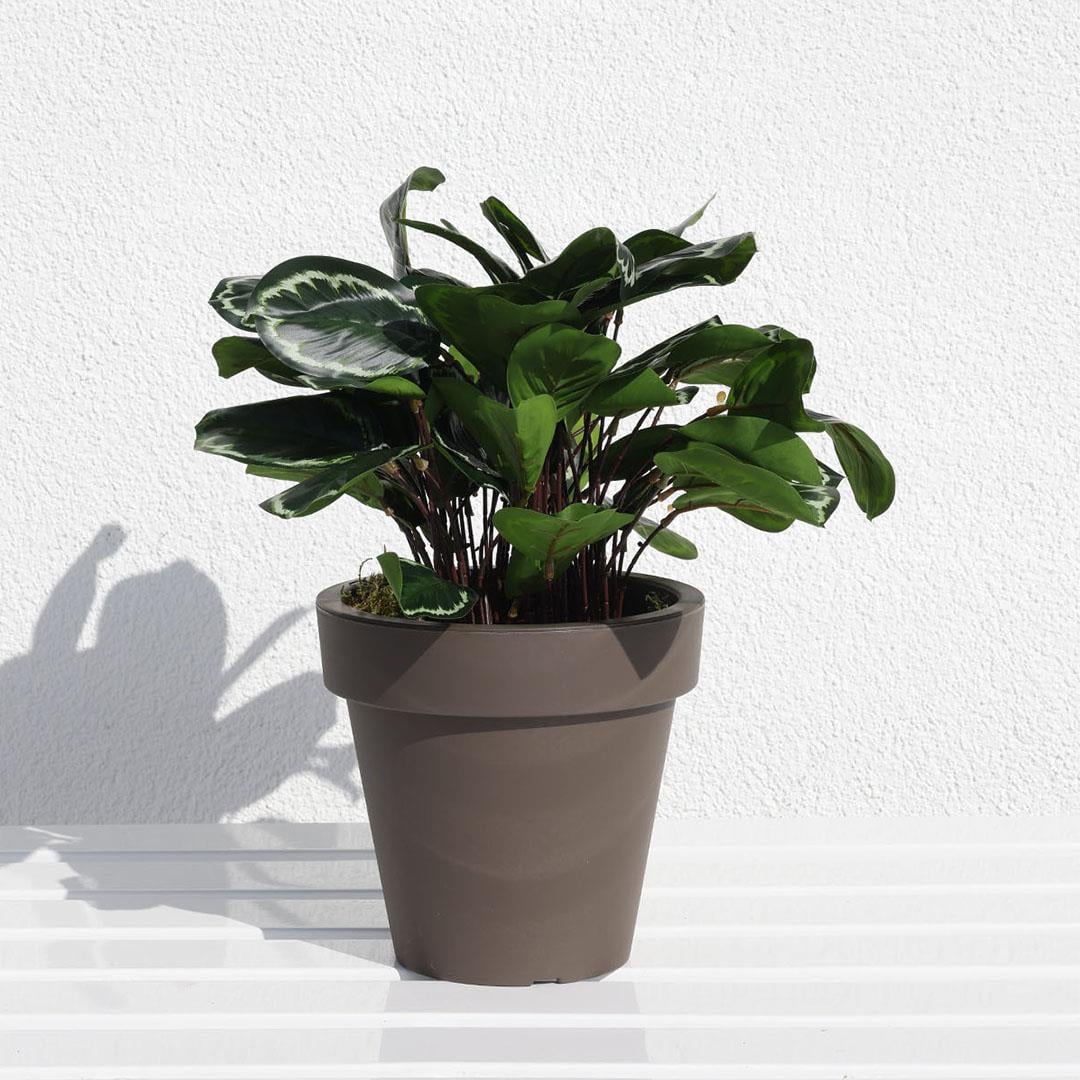 Yapay Calethea Demeti 30 cm - Yapay Yeşillik Demetleri