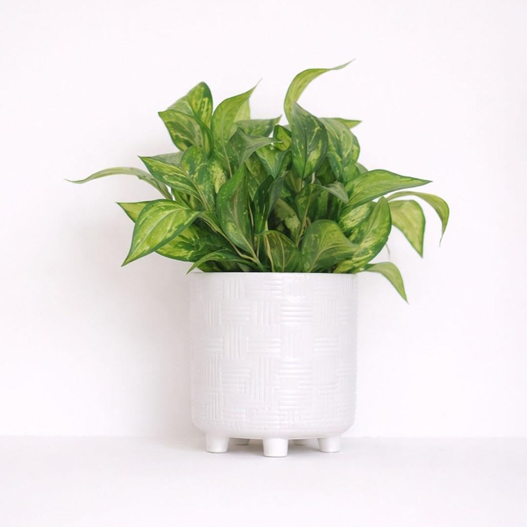 Yapay Maranta Demeti 40 cm