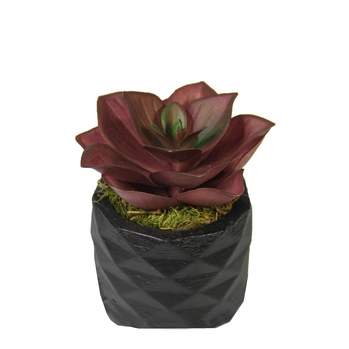 Yapay Mini Echeveria Sukulent Bordo 8 cm Saksılı - Sukulentler ve Kaktüsler