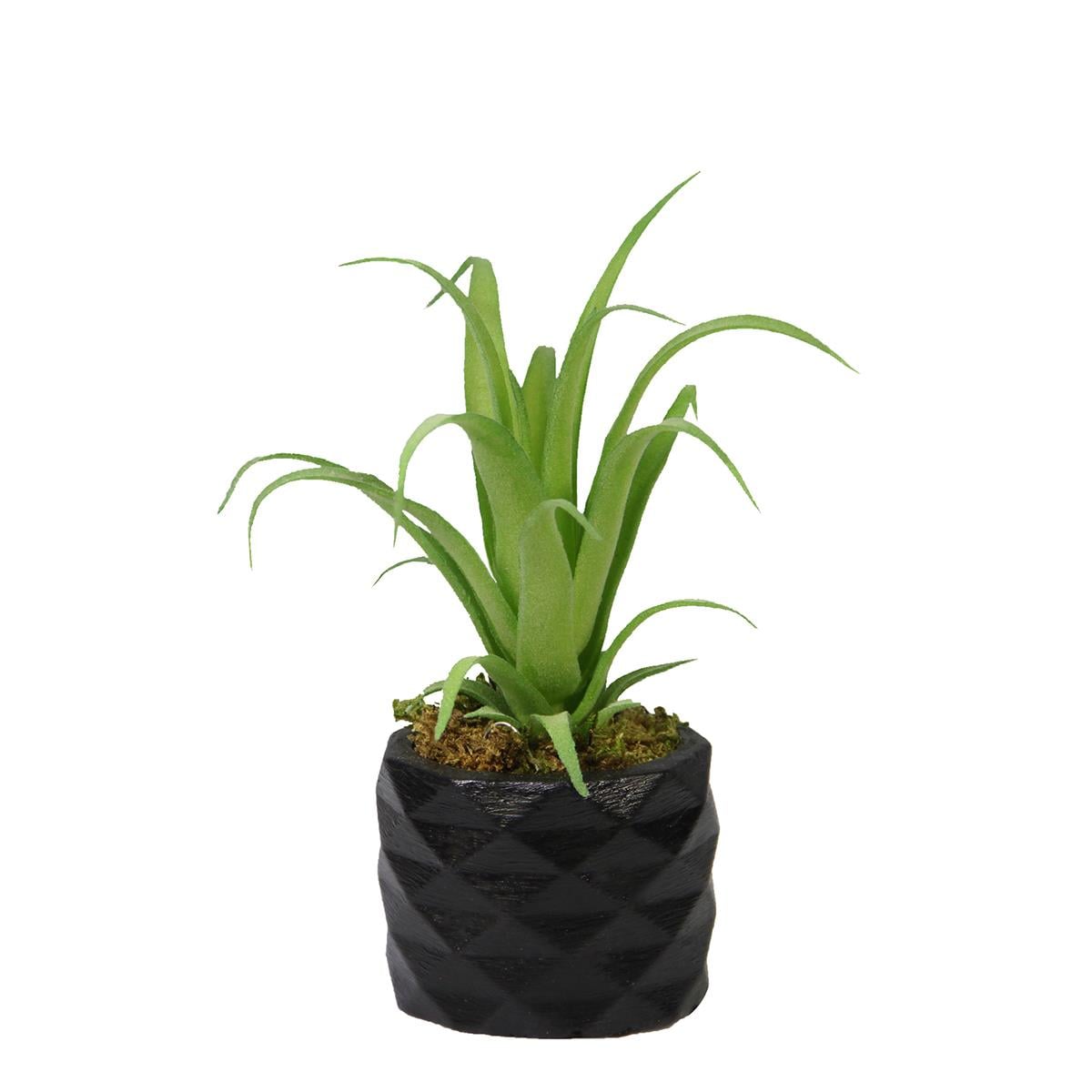 Yapay Tillandsia Sukulent Açık Yeşil 17 cm Saksılı - Sukulentler ve Kaktüsler