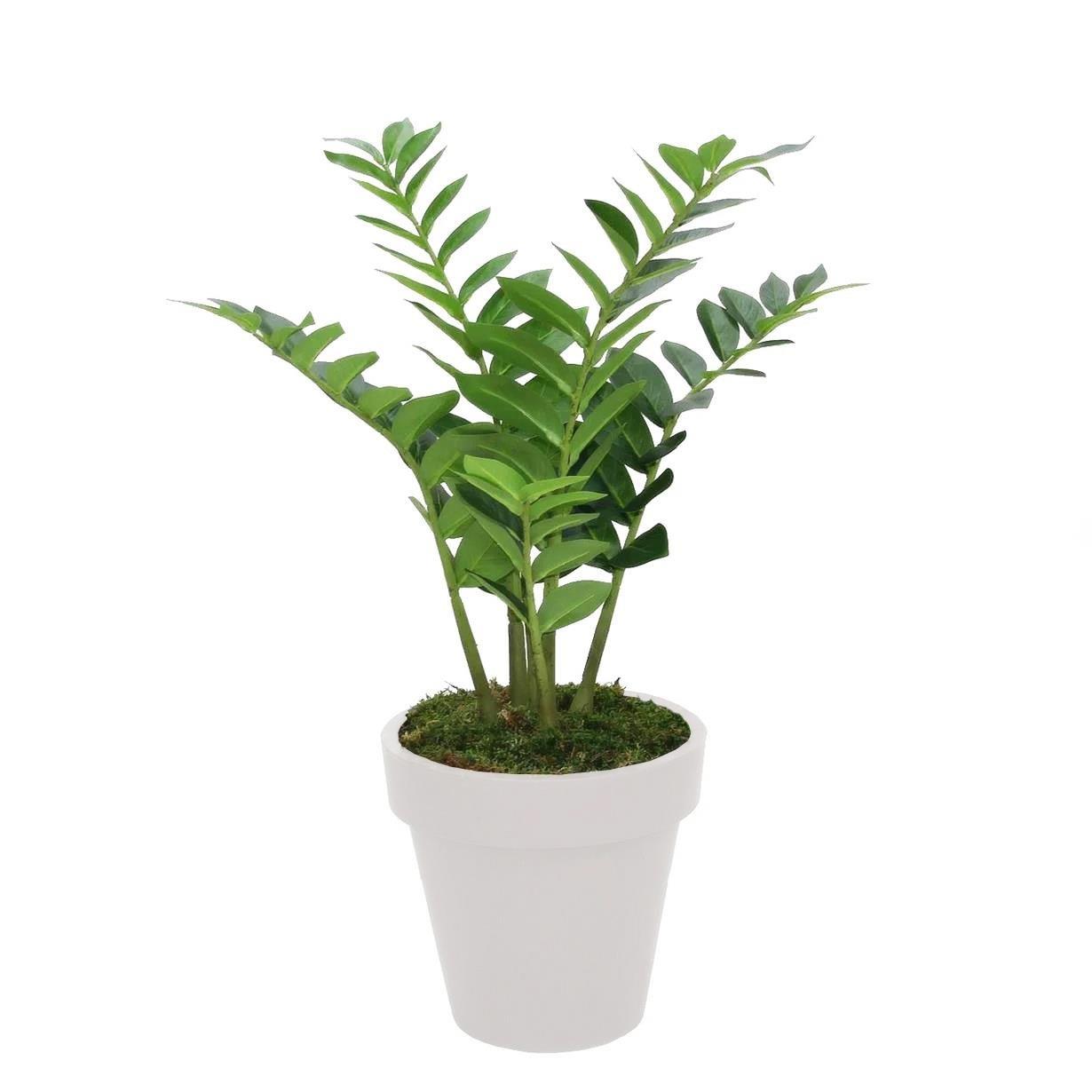 Yapay Zambia Ağacı 80 cm - Yapay Egzotik Ağaçlar