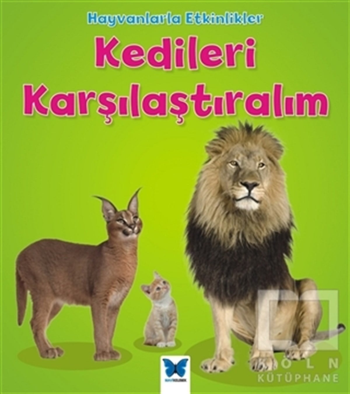 Tracey StefforaDiğerHayvanlarla Etkinlikler - Kedileri Karşılaştıralım