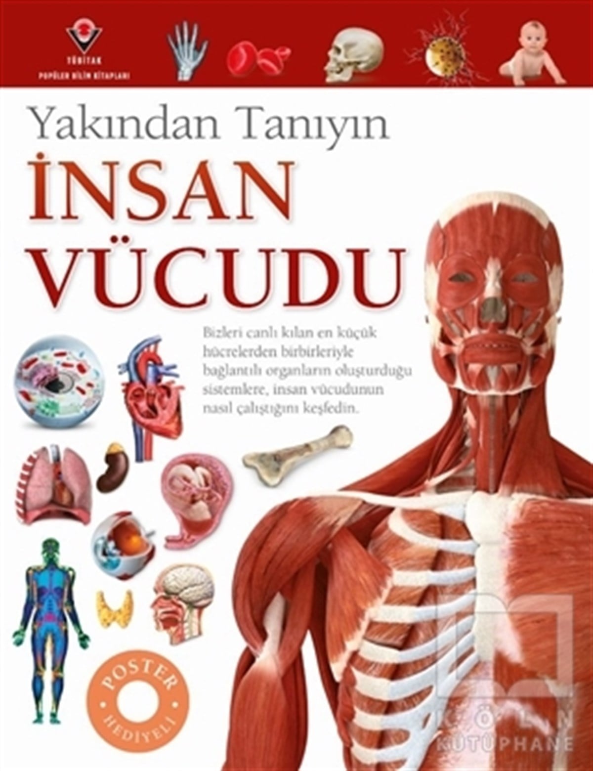 Richard WalkerBaşvuru Kitaplarıİnsan Vücudu - Yakından Tanıyın