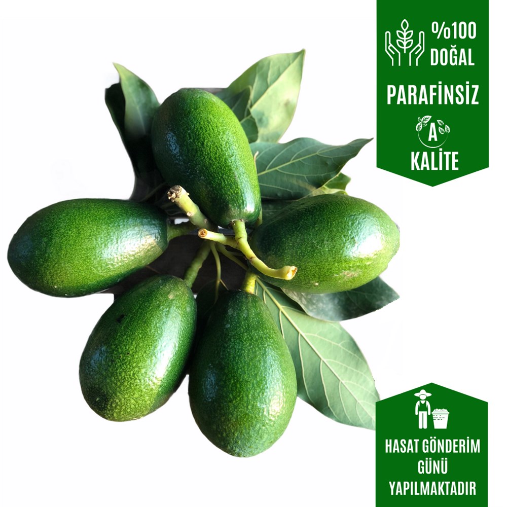  Avakado  1 kg  (Olgunlaşmamış)