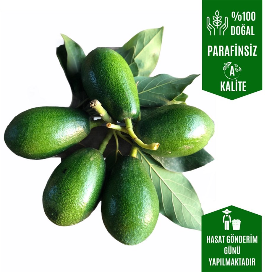  Avakado  1 kg  (Olgunlaşmamış)