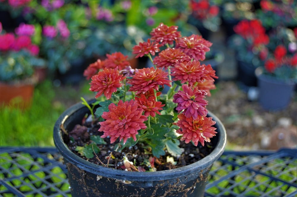 Kasımpatı  Kırmızı