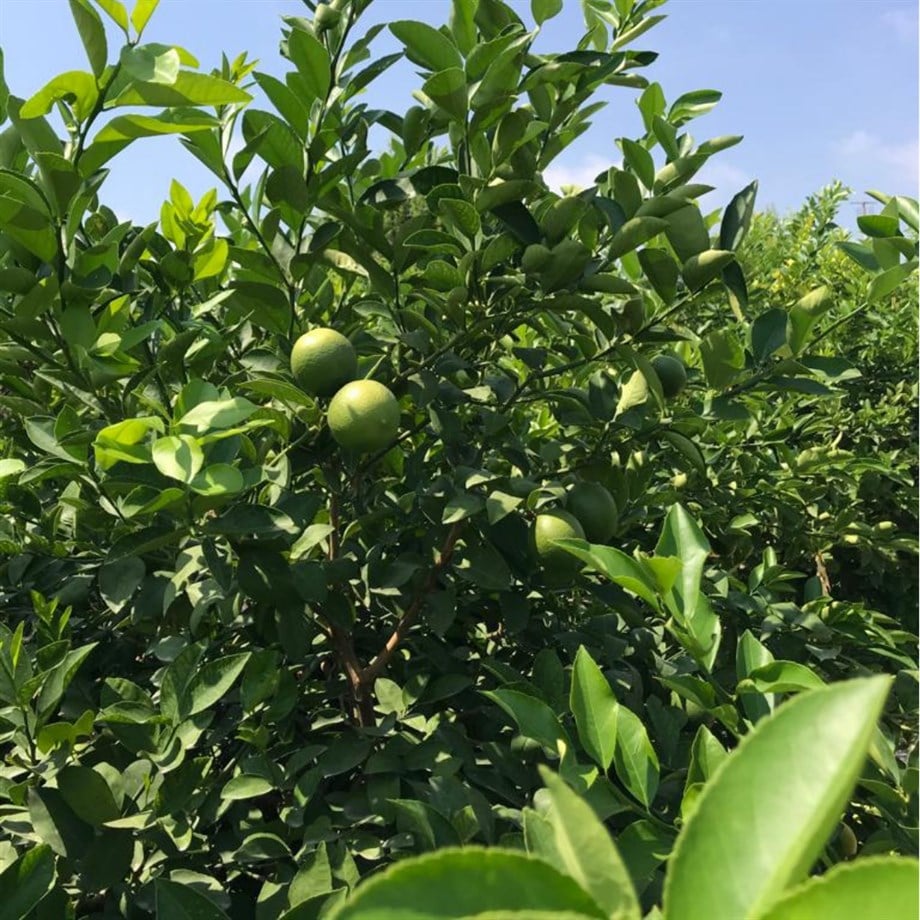 Mayer Limon 1 Kg Bol Sulu Parafinsiz / Doğal