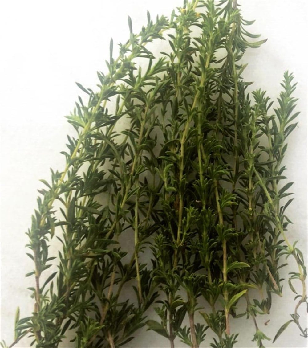 Taze Kekik ( Toros Dağlarından  Toplanmış 250 Gr )